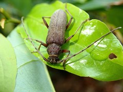 Stromatium longicorne