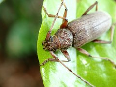 Stromatium longicorne