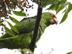 Amazona viridigenalis