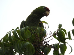 Amazona viridigenalis