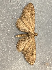 Eupithecia vulgata