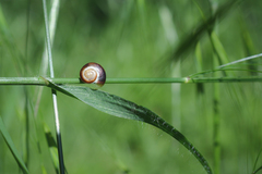 Helicella itala