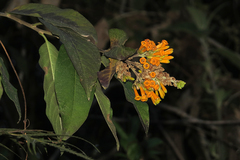 Cestrum lorentzianum