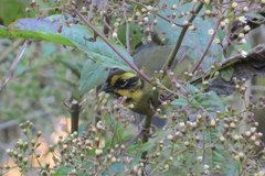 Atlapetes citrinellus