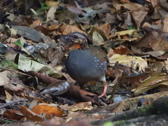 Arborophila rufogularis tickelli