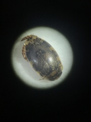 Laccophilus maculosus