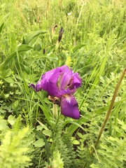 Iris × hybrida