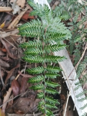 Myriopteris microphylla