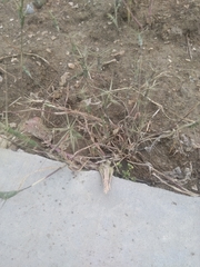 Aegilops triuncialis