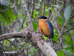 Pitta moluccensis