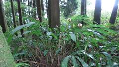 Alpinia sessiliflora