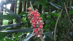 Alpinia sessiliflora