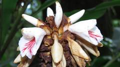 Alpinia sessiliflora
