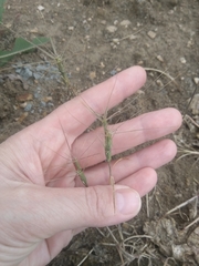 Aegilops triuncialis