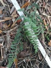 Myriopteris microphylla