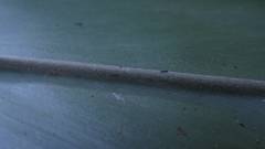 Alpinia sessiliflora