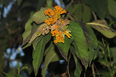 Cestrum lorentzianum