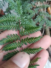 Myriopteris microphylla