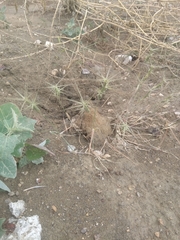 Aegilops triuncialis