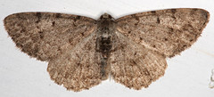 Aethalura intertexta