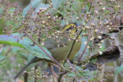 Atlapetes citrinellus