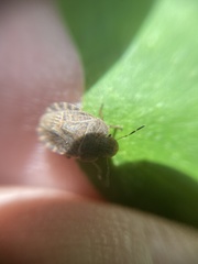 Sciocoris macrocephalus