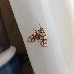 Obtusipalpis rubricostalis