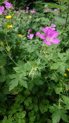 Geranium × oxonianum