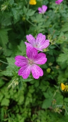 Geranium × oxonianum