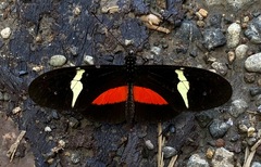 Heliconius clysonymus clysonymus