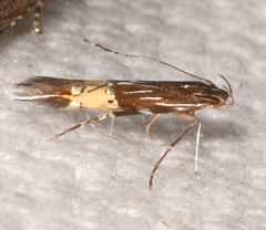 Cosmopterix delicatella