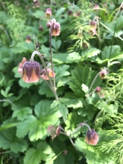 Geum rivale
