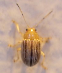 Colaspis floridiana