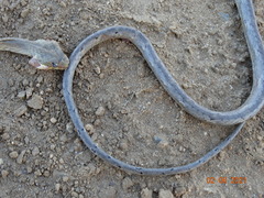 Thamnodynastes sertanejo