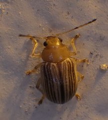 Colaspis floridiana
