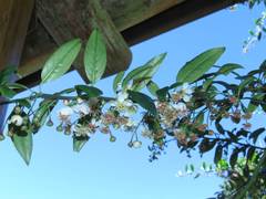 Prinsepia scandens