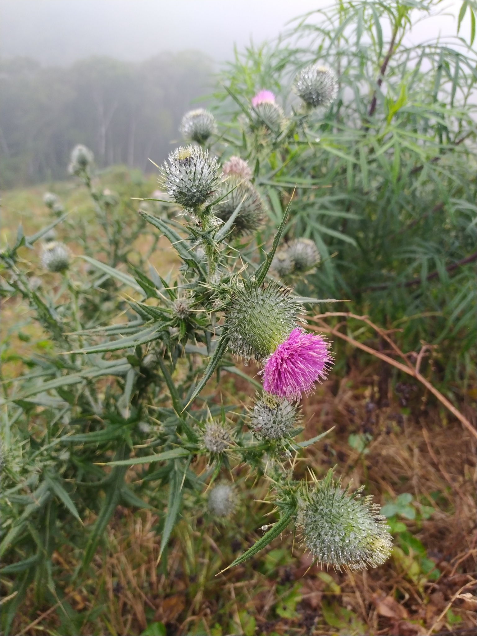 Cirsium vulgare