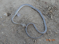 Thamnodynastes sertanejo