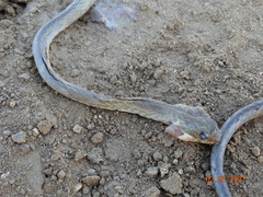 Thamnodynastes sertanejo