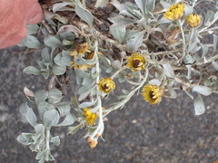 Helichrysum argyrophyllum