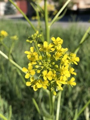 Bunias orientalis