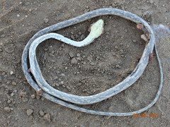 Thamnodynastes sertanejo