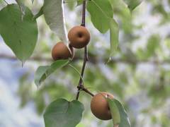 Pyrus pyrifolia