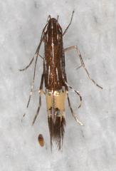 Cosmopterix delicatella