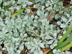 Helichrysum argyrophyllum