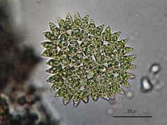 Hydrodictyaceae