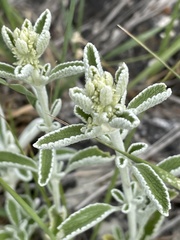 Marrubium rotundifolium