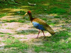Red-Naped Ibis photo 2