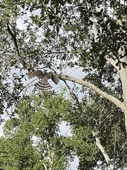 Accipiter cooperii