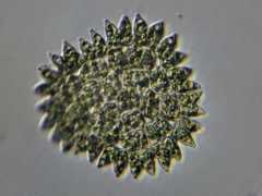 Hydrodictyaceae